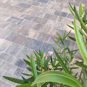 Straksteen 20x30x5 cm chelsea (op=op)