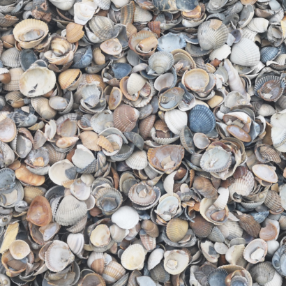 Schone Schelpen bigbag ca. 15m²