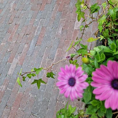 Rustiq Groningerbruin