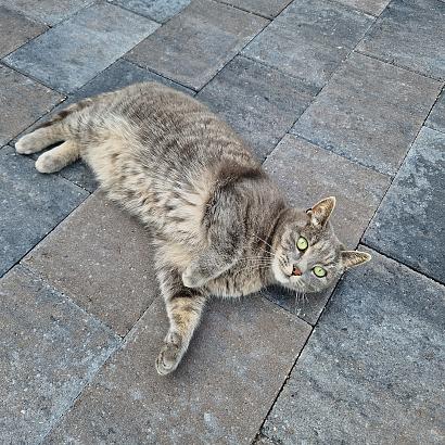 Sesto 20x30x6 cm oud drachten