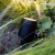 In-Lite Big Scope 12V
